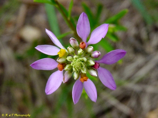 {Polygala curtissii}